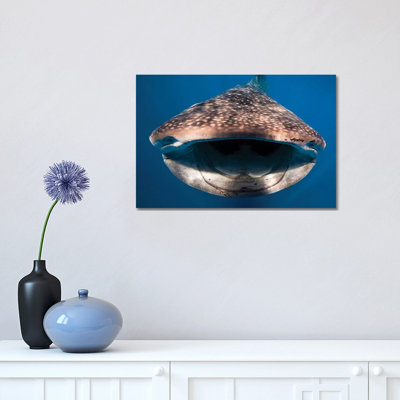 Whale Shark In Isla Mujeres, Mexico I by Jennifer Idol - Wrapped Canvas Print