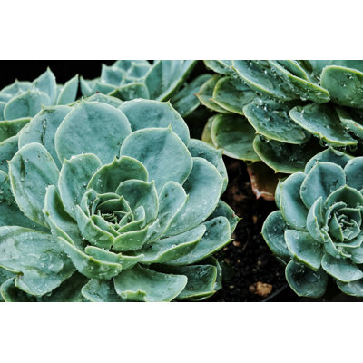 Plante grasse - photographie sur toile tendue