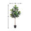 Elspeth Fiddle Leaf Fig Tree Drop-In