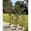 Andaiye 150cm Plant in Pot