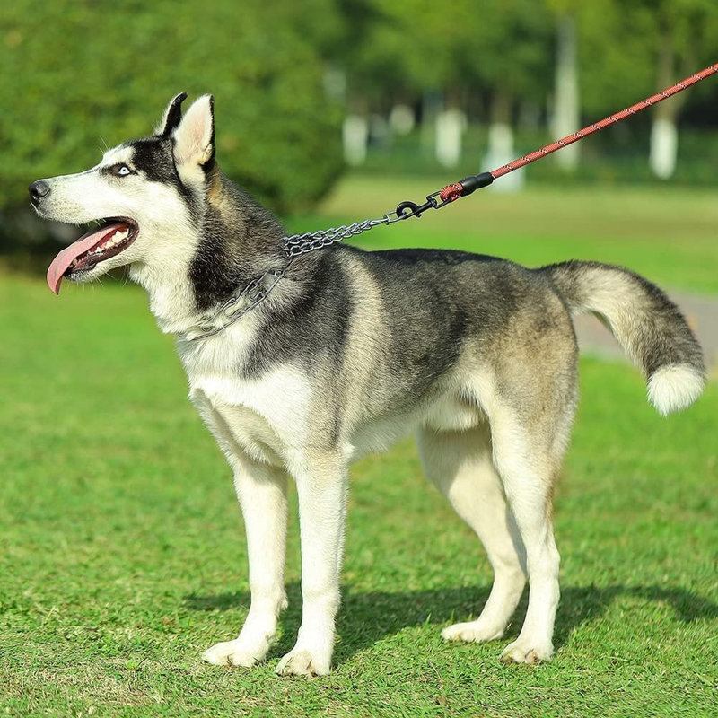 Collier de dressage pour chien avec empreintes de pattes, collier réglable équipé d'une boucle à dégagement rapide pour les chiens de petite et moyenne taille