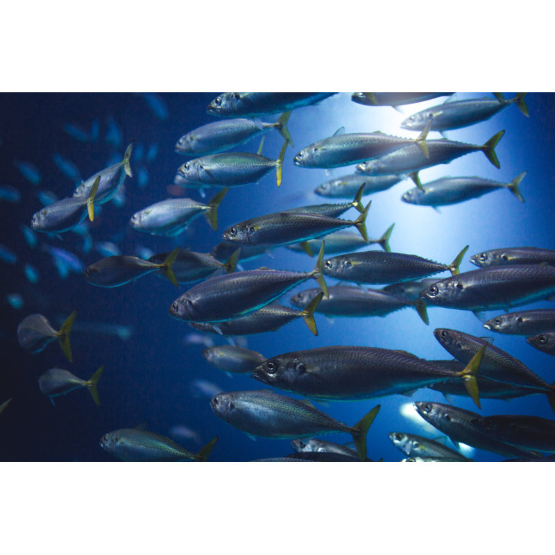 Banc de poissons par Fluxfactive, H 20 po x l 30 po