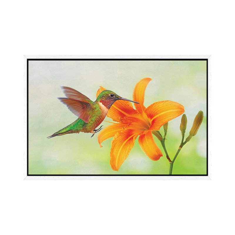 Hummingbird And Orange Day Lily by Laura D Young - Gallery-Wrapped Canvas Giclée on Canvas, White Floater Framed
