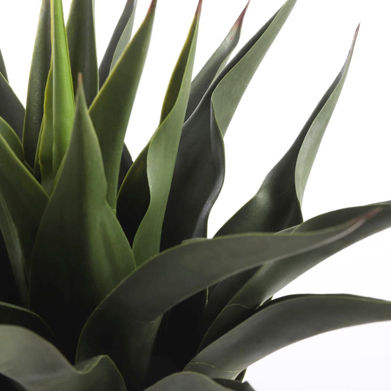 60cm Agave Plant in Pot