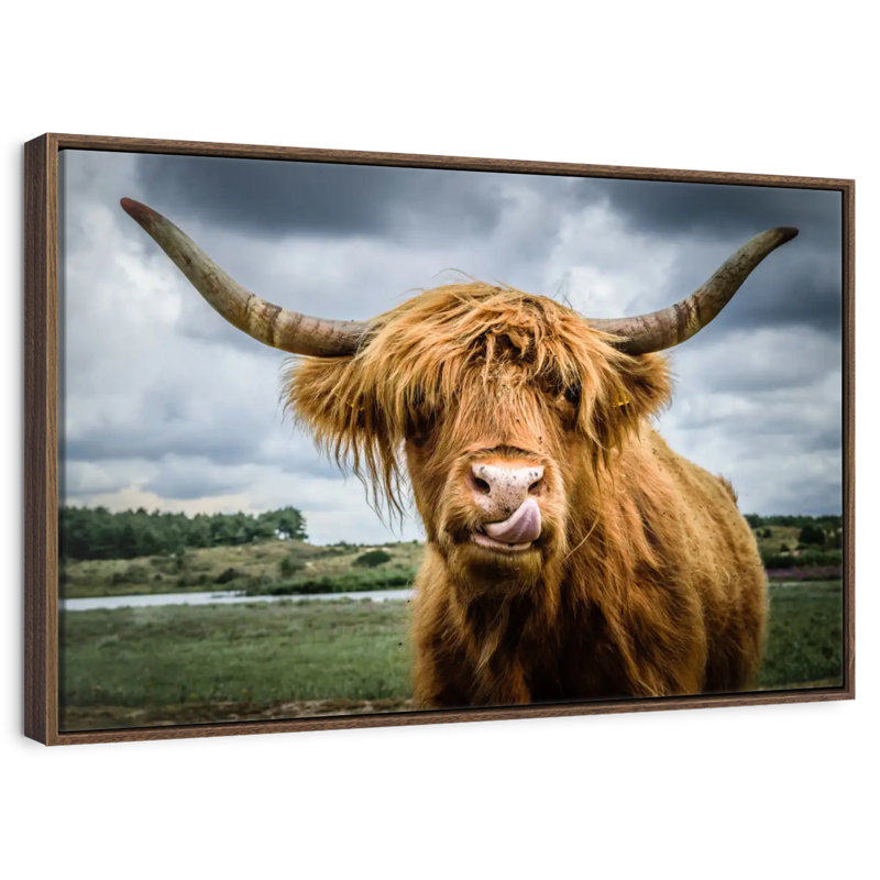 Silly Highland Cow, Cadre flottant noyer, 40 po x 27 po