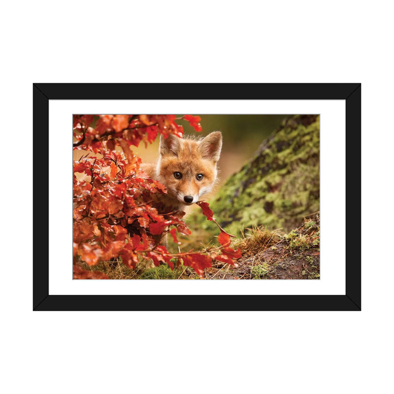 « fox », reproduction de photo sur toile tendue, H 16 po x l 24 po x P 1 po, Papier d'art encadré noir, Blanc