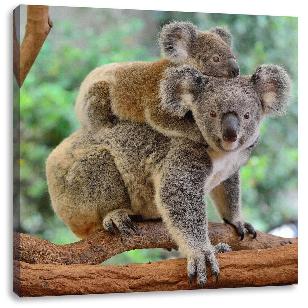 Leinwandbild Koala-Mutter mit Kind auf dem Rücken