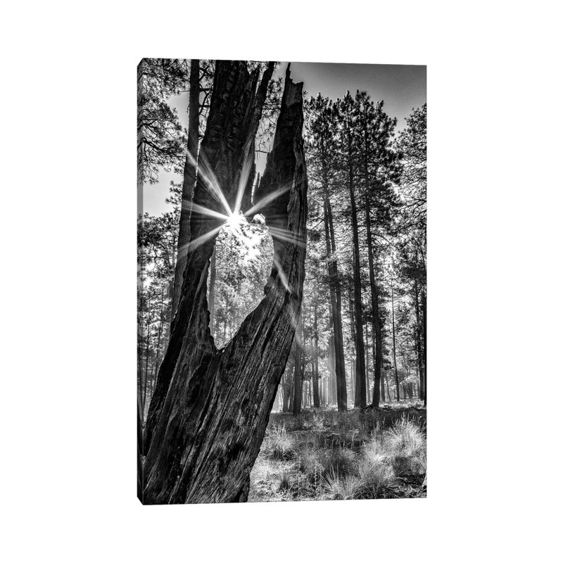 Sunbeam Through Old Tree In Forest - Monochrome by Susan Schmitz - Print on Canvas, 45.72cm H x 30.48cm W x 1.91cm D