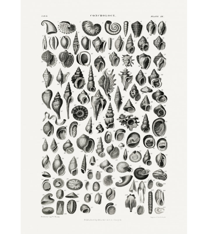 Wrapped Canvas Print, 76.2 cm H x 50.8 cm W