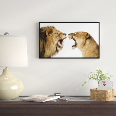 " Lion And Lioness Roaring "