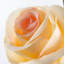 Pulvérisateur de rose artificiel-1476164129