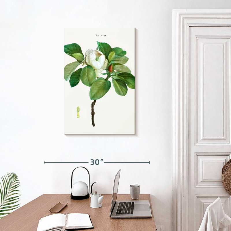 Harnek Magnolia Glauca, H 30 po x l 20 po