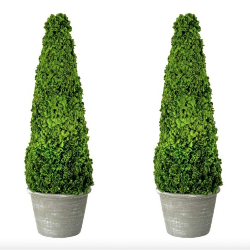 Coxcomb Topiary in Clay Planter, 2