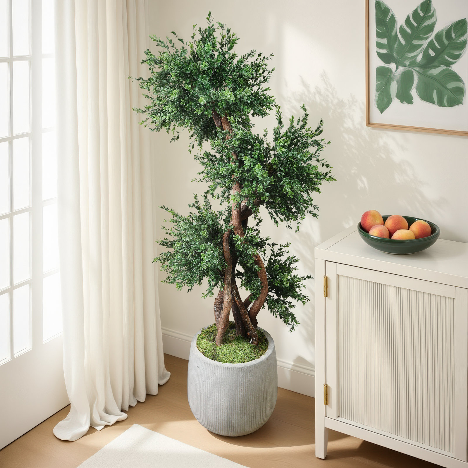 Boxwood Tree in Fiberstone Pot