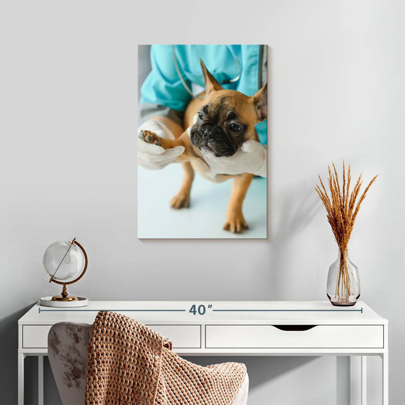 Brampt Pet Care, H 24 po x l 16 po
