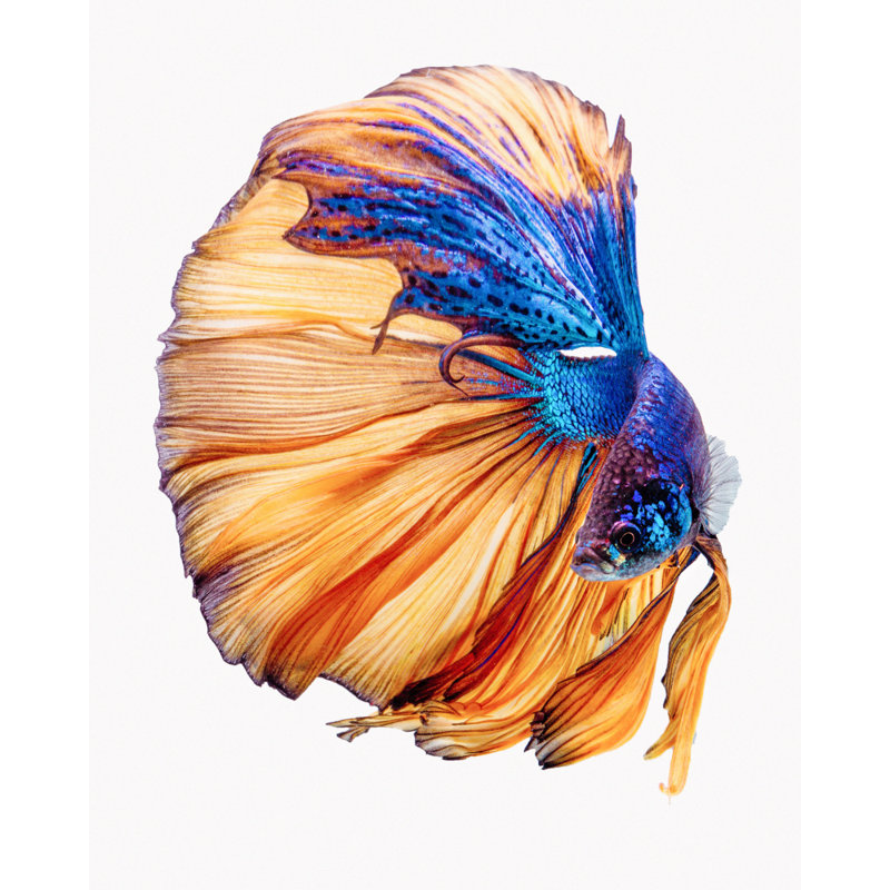 Wrapped Canvas Print, 91.44 cm H x 60.96 cm W