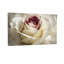 Plantes et fleurs - rose blanche avec gros plan mauve Z251224084240944477-1680364515
