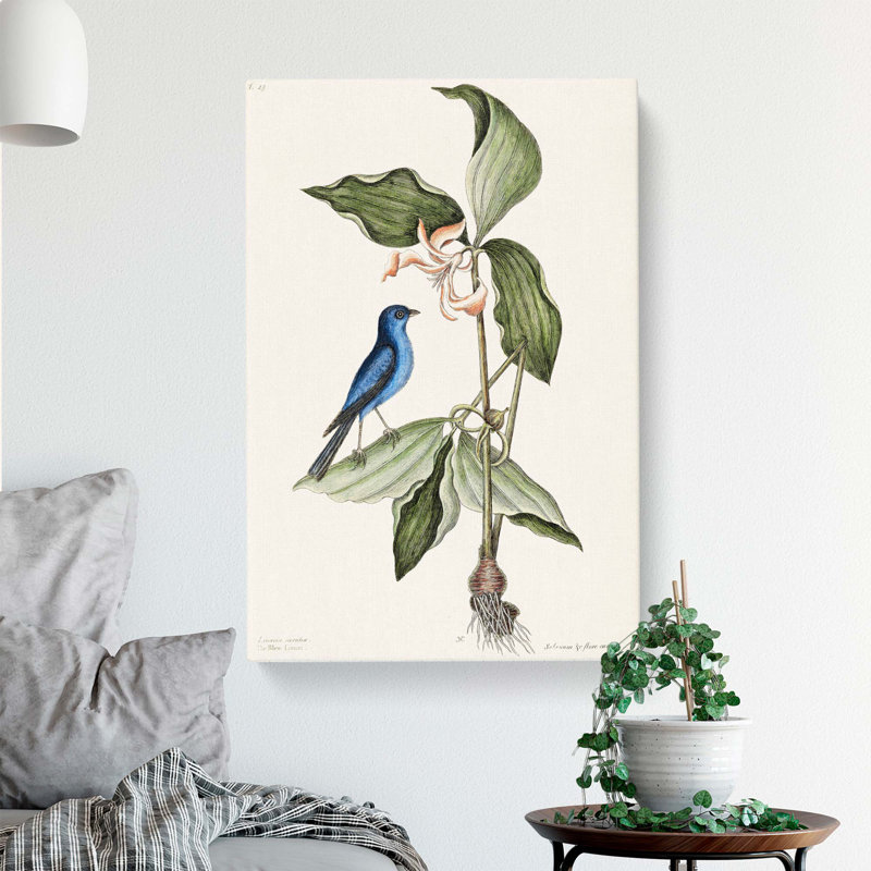 Blue Linnet Bird by Mark Catesby - Wrapped Canvas, 60cm H x 40cm W x 3cm D