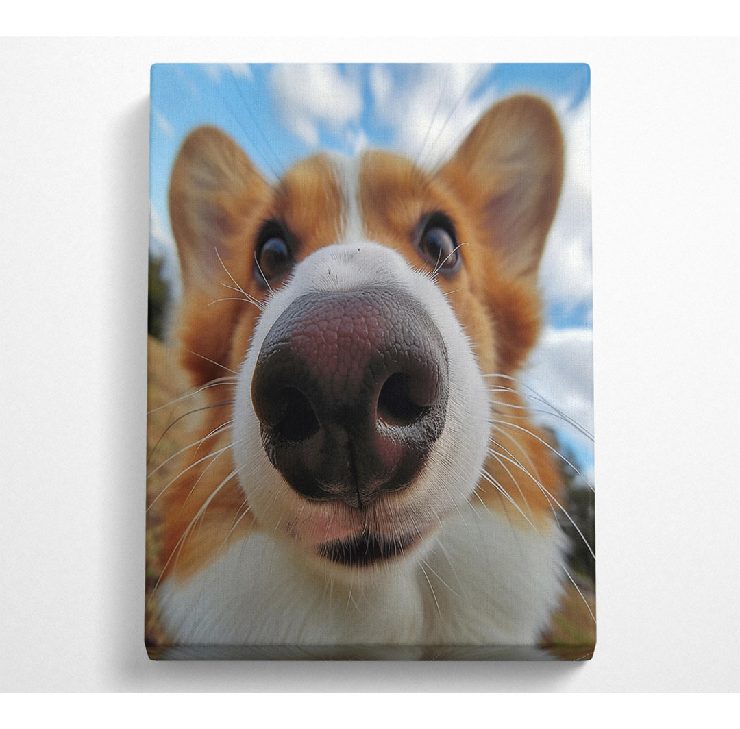 Corgi Sniff - Kunstdrucke auf Leinwand ohne Rahmen