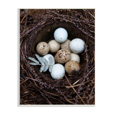 Gros plan, œufs d'oiseaux, nid, faune, photographie sur plaque, art mural par Tania Soderman