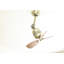 Ayanna 46cm Ceiling Fan-9746706