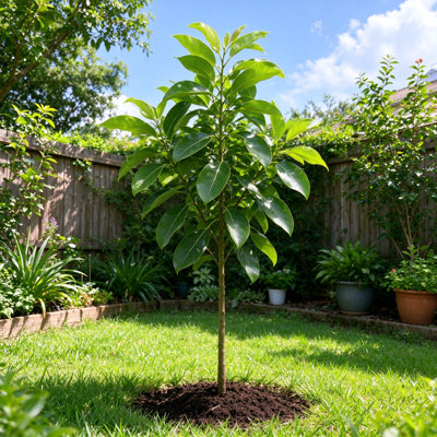 MistFoliage Avocado Tree - Live Fruit Tree Sapling, Edible Avocado Seedling for Patio & Garden