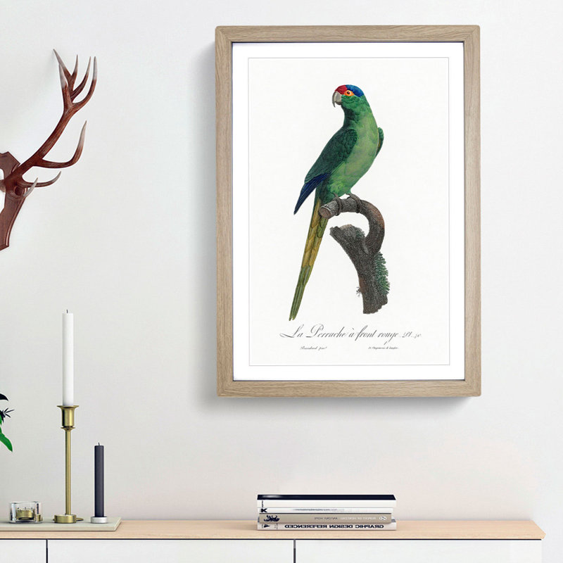 Red-Crowned Parakeet by F. Levaillant - Picture Frame Painting Print, 65cm H x 48cm W x 2cm D, Oak Framed