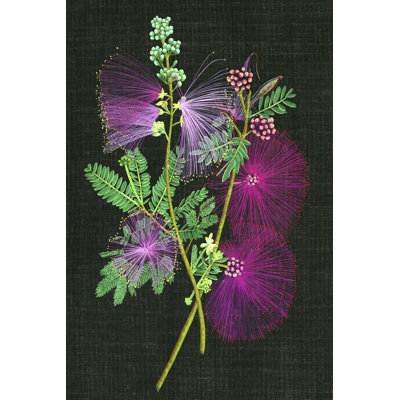 Calliandra Surinamensis I
