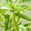 Arbre de bambou artificiel 6 pi