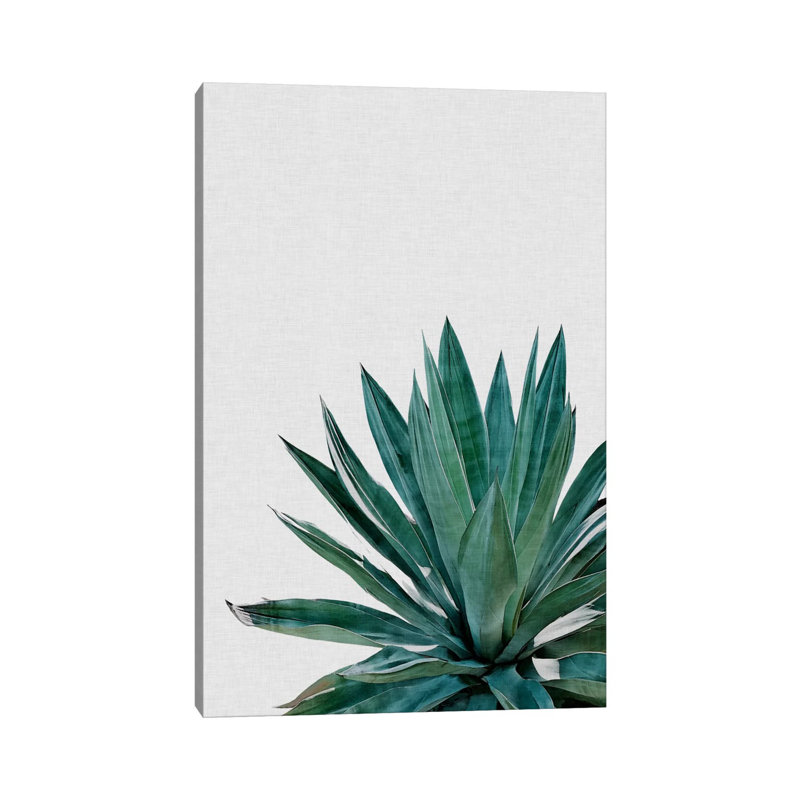 Agave Cactus by Orara Studio - Print on Canvas, Wrapped Canvas, 101.6 cm H x 66.04 cm W x 1.91 cm D