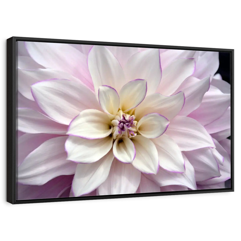 White And Purple Dahlia, Floating Frame Black, 13" X 9"