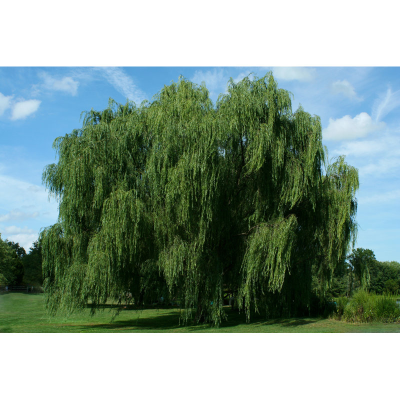 Weeping Willow Tree - Wrapped Canvas Print, 30cm H x 46cm W