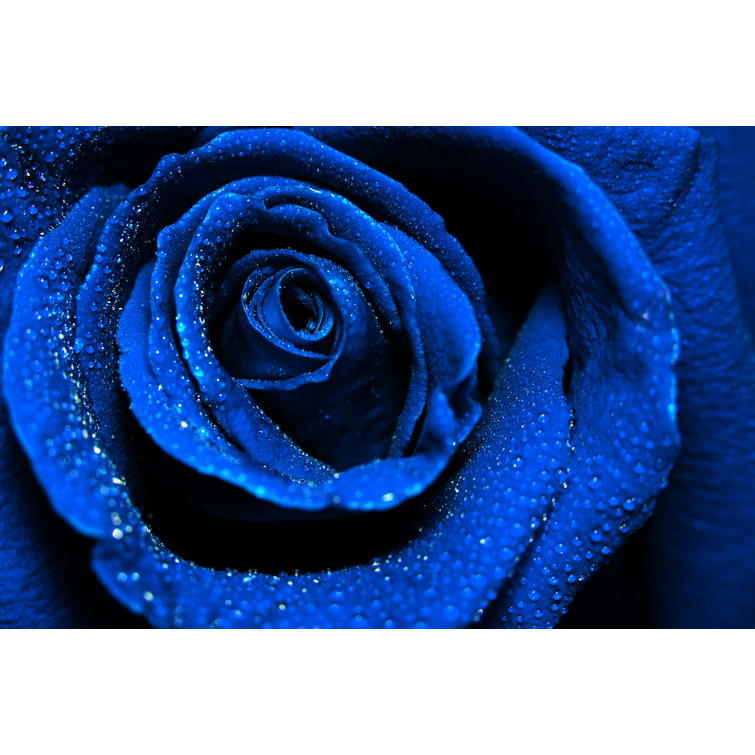 dark blue roses background