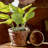 Harrami Handmade Ceramic Pot Planter-1495226627