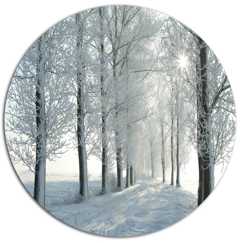 «Winter Trees Backlit by Morning Sun», reproduction de photo sur métal, H 23 po x l 23 po