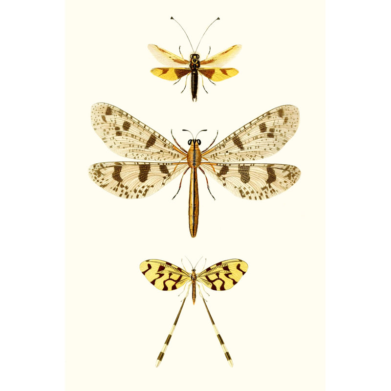 Entomology Series I by Blanchard - Painting on Canvas, 30cm H x 20cm W, Wrapped Canvas