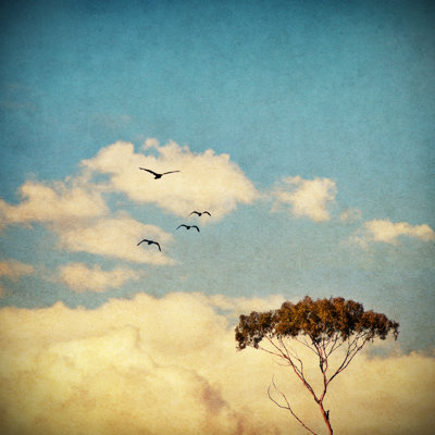 Dreamy Sky And Tree by DavidMSchrader - Wrapped Canvas Print