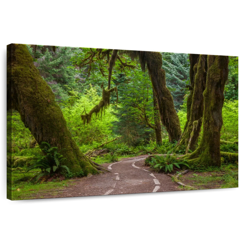 Harnek Hoh Rainforest Trail, H 8 po x l 12 po