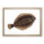 Turbot Fish by Edward Donovan - Framed Print-55614927-55614928