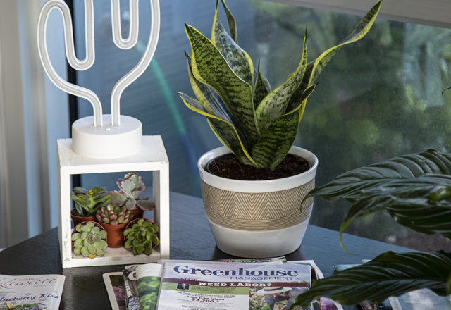 Find the Perfect Live Plants