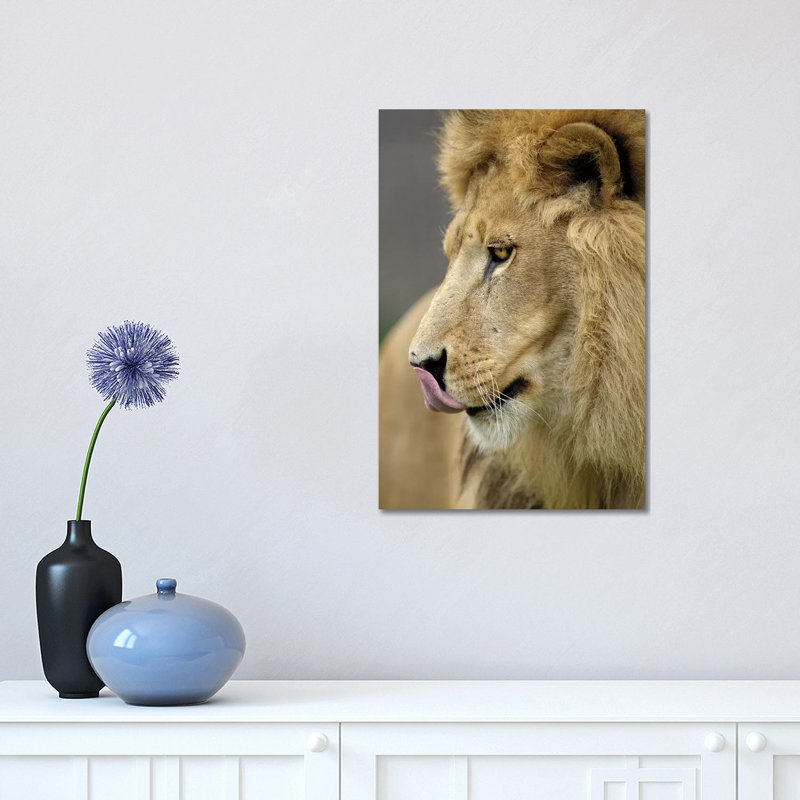Lion XI by Goran Anastasovski - Wrapped Canvas Print, 30.48 cm H x 45.72 cm W