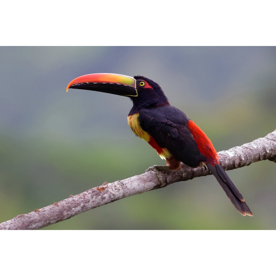 Aracari Toucan von Peter Clayton - Druck