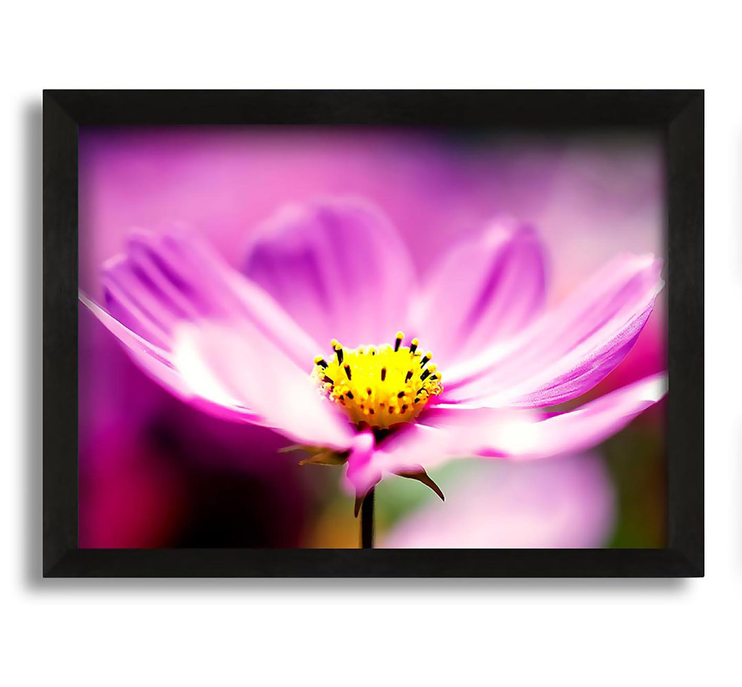 Gerahmtes Leinwandbild Purple Cosmos Flower