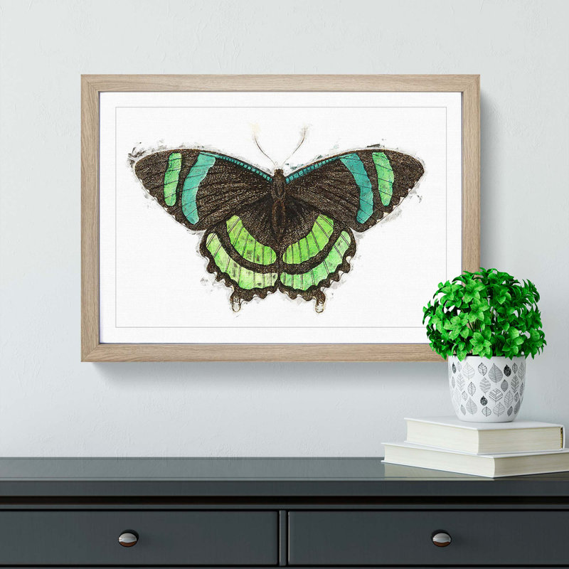Orontes Butterfly by George Shaw - Framed Print, 48cm H x 65cm W x 2cm D, Oak Framed