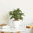 Pack Smart Self-watering Planter Pot for Indoor and Outdoor Cone-116069314