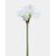 White Artificial Amaryllis 19.5”-886426231