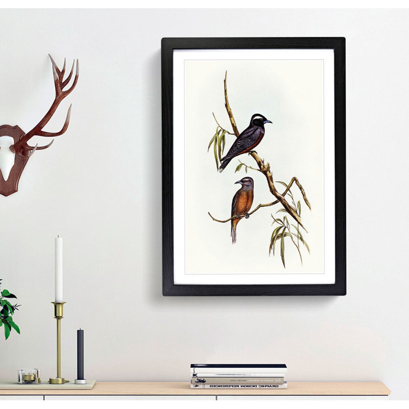 White-Eyebrowed Woodswallows by Elizabeth Gould - Picture Frame Painting Print, 36cm H x 27cm W x 2cm D, Black Framed