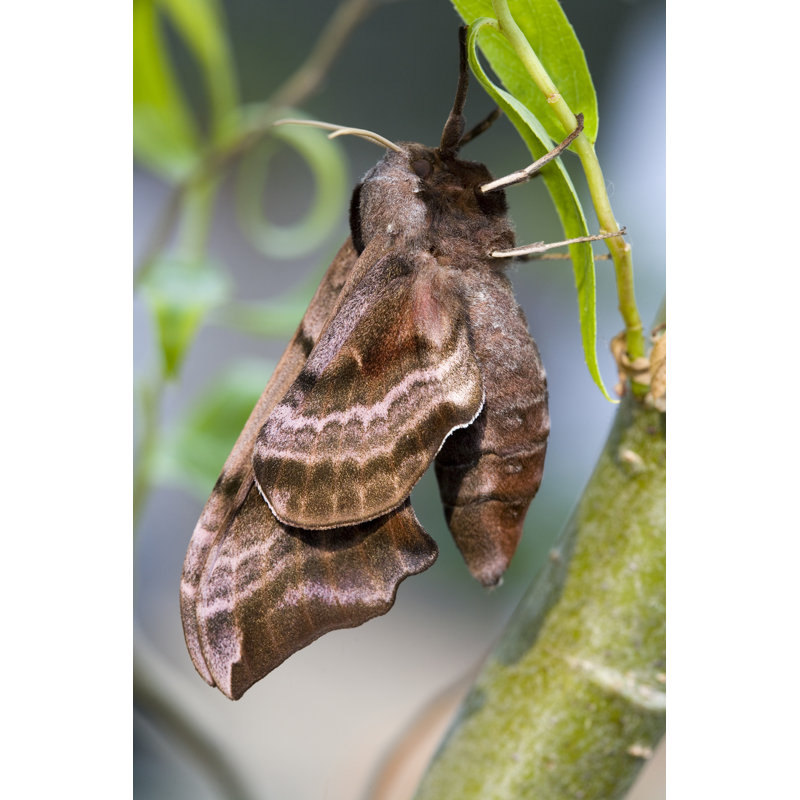 Stadtfeld Eyed Hawkmoth - Wrapped Canvas Print, 46cm H x 30cm W x 3.8cm D