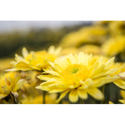Levelle Chrysanthemum Flowers - Wrapped Canvas Print
