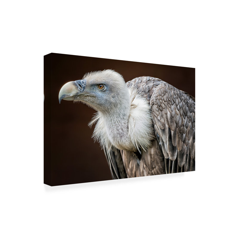 Bolog Thewesm Der Blick Canvas Art, 16" H x 24" W